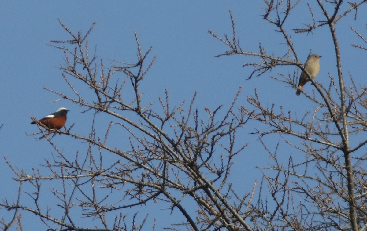 White-winged Redstart - ML546397641