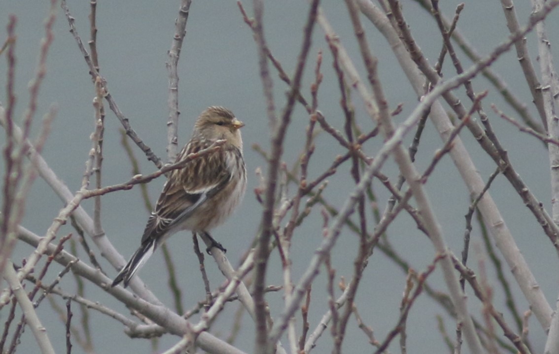 Twite - ML546397701