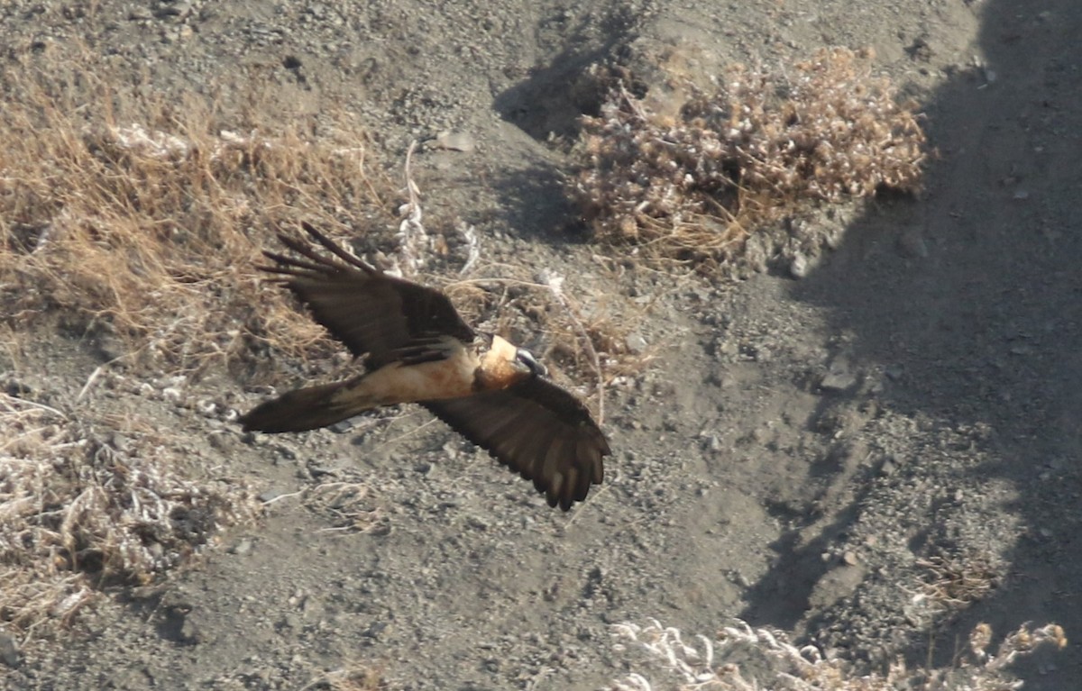 Bearded Vulture - ML546397781