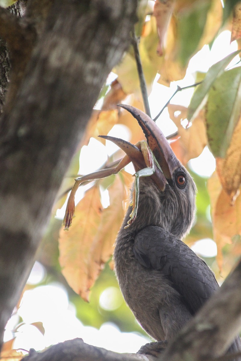 Malabar Gray Hornbill - ML546398111