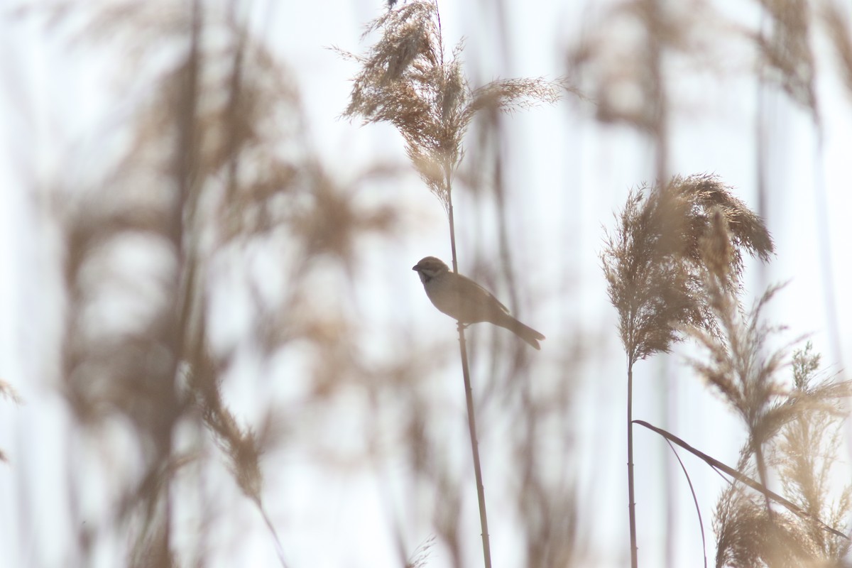 Reed Bunting - Peter Alfrey