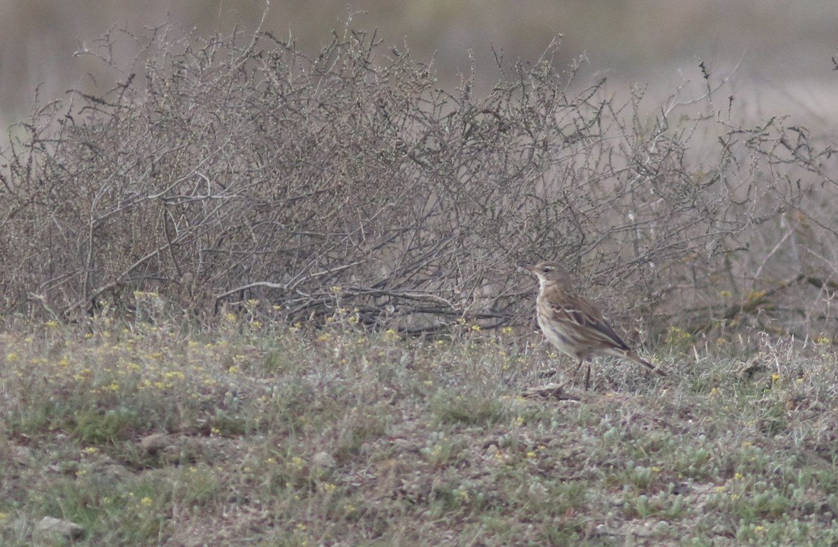 Water Pipit - ML546398331