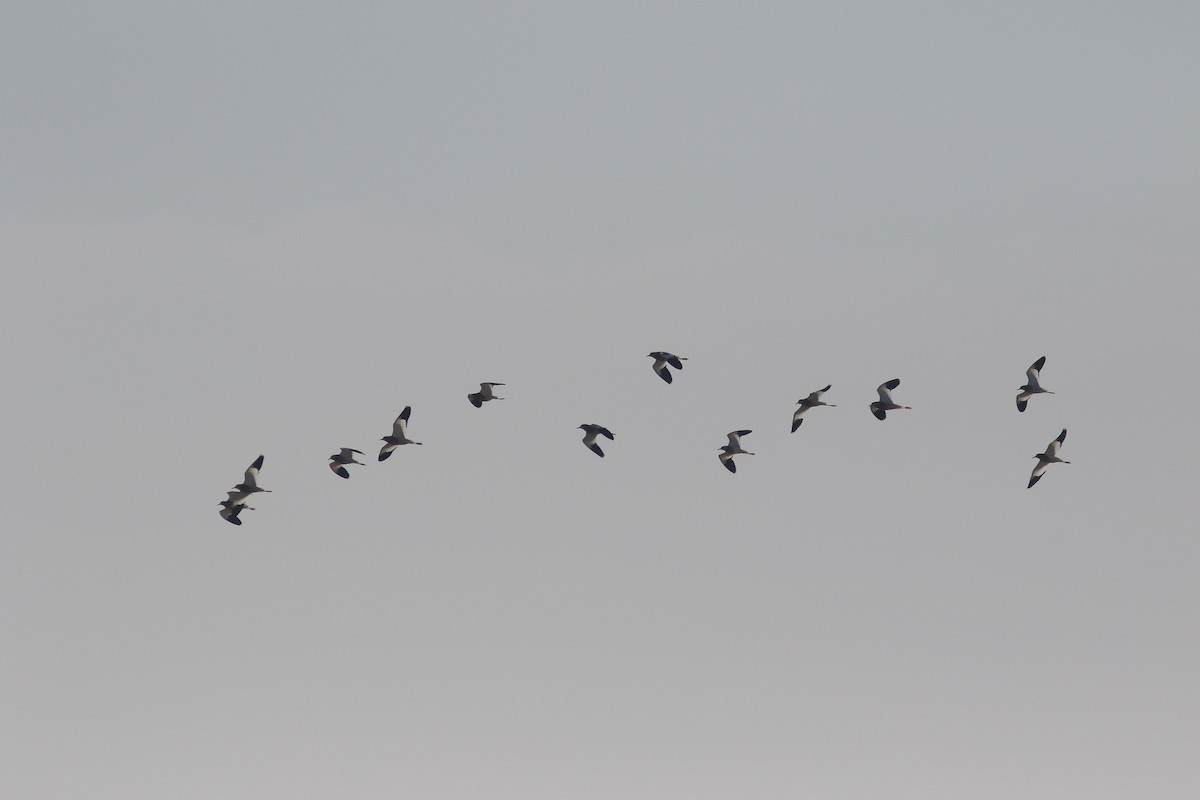 White-tailed Lapwing - ML546398631