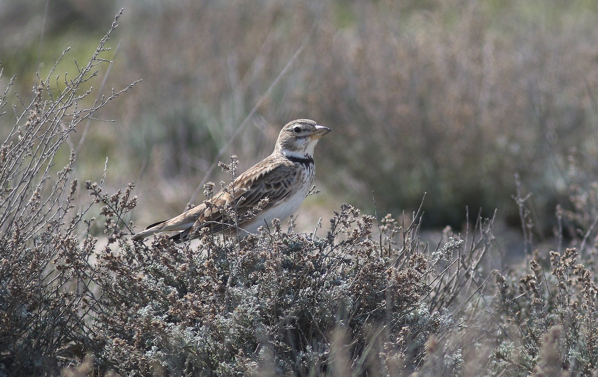 Calandra Lark - ML546398931