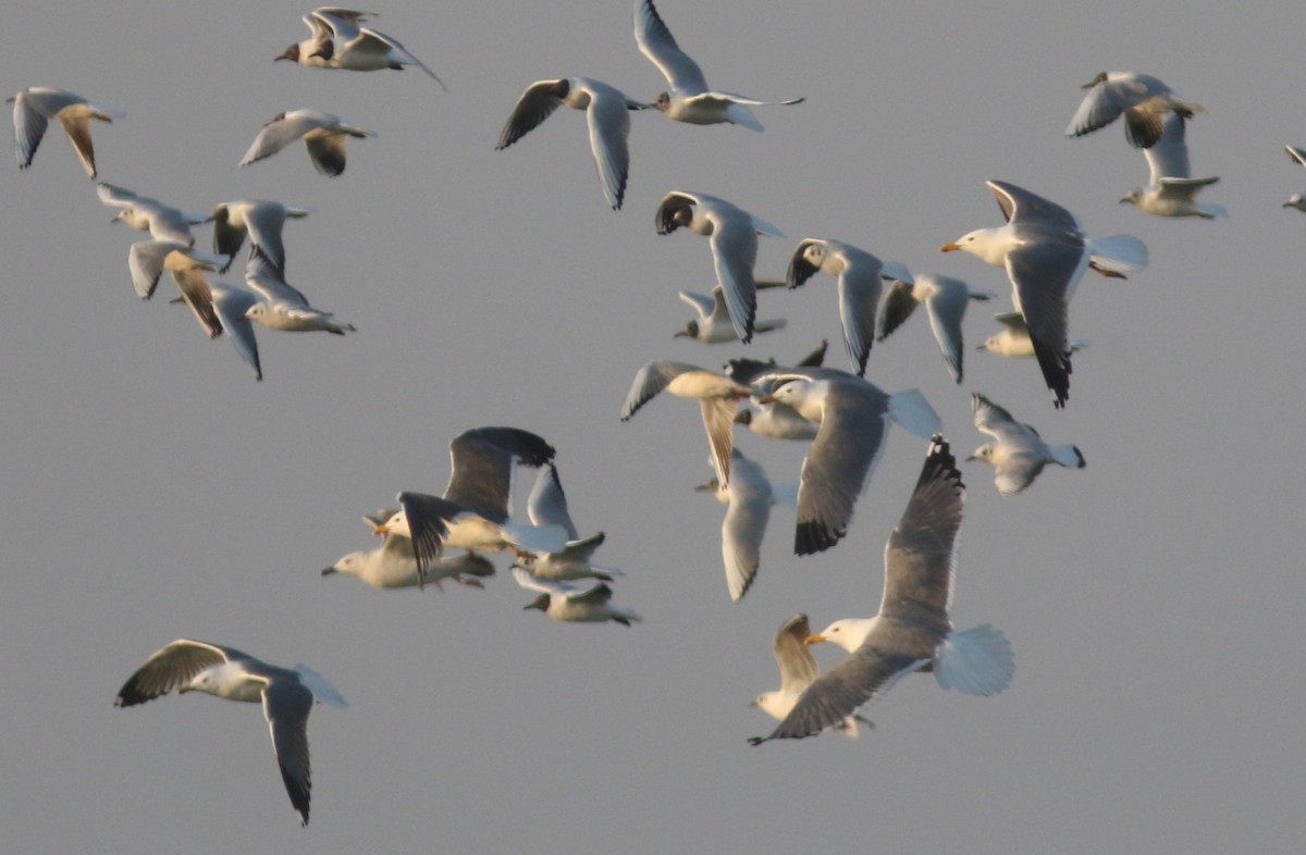 Lesser Black-backed Gull (Steppe) - Peter Alfrey