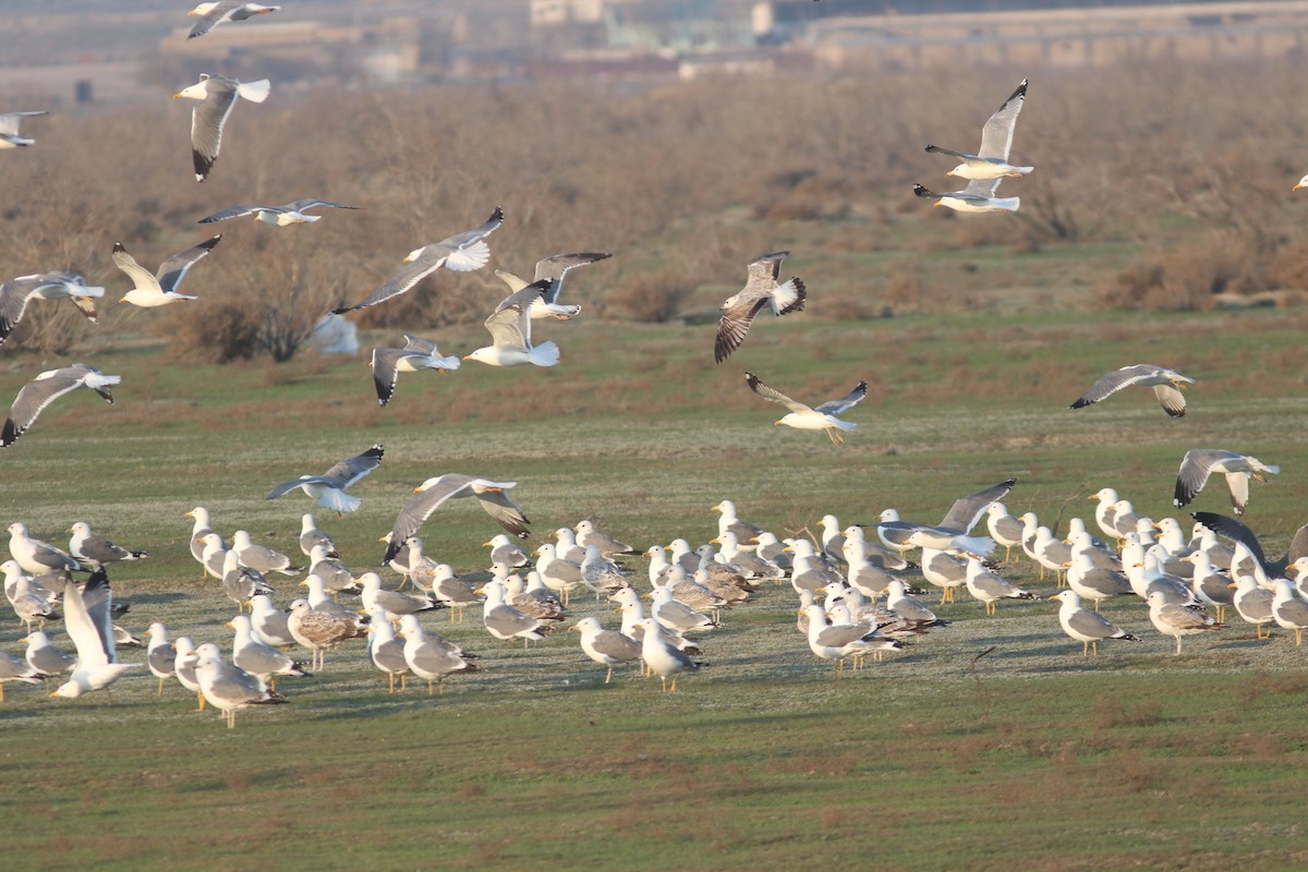 racek žlutonohý (ssp. barabensis) - ML546399661