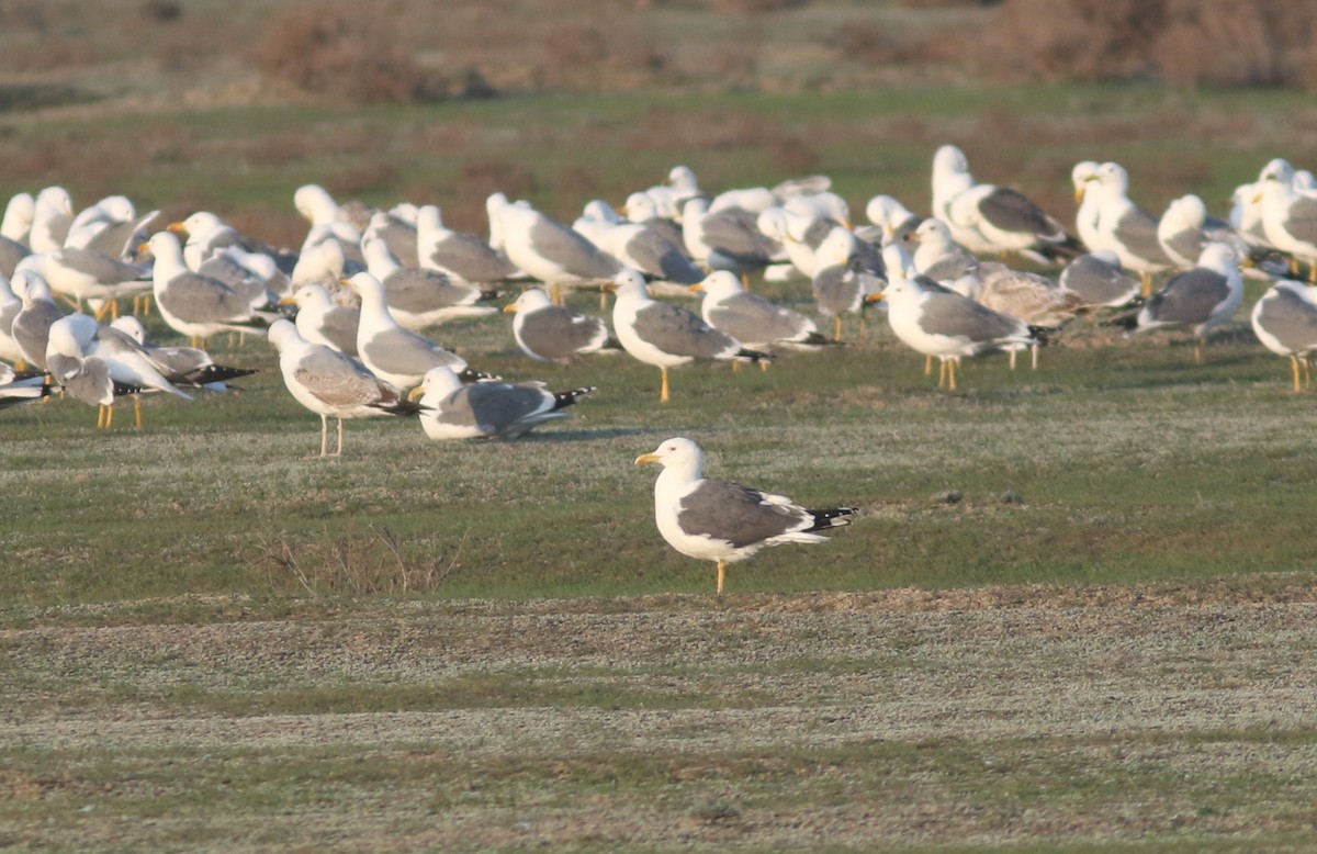 Lesser Black-backed Gull (Heuglin's) - Peter Alfrey