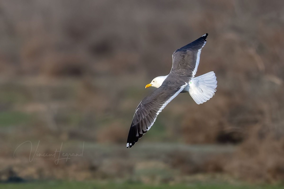 Lesser Black-backed Gull (Heuglin's) - Peter Alfrey