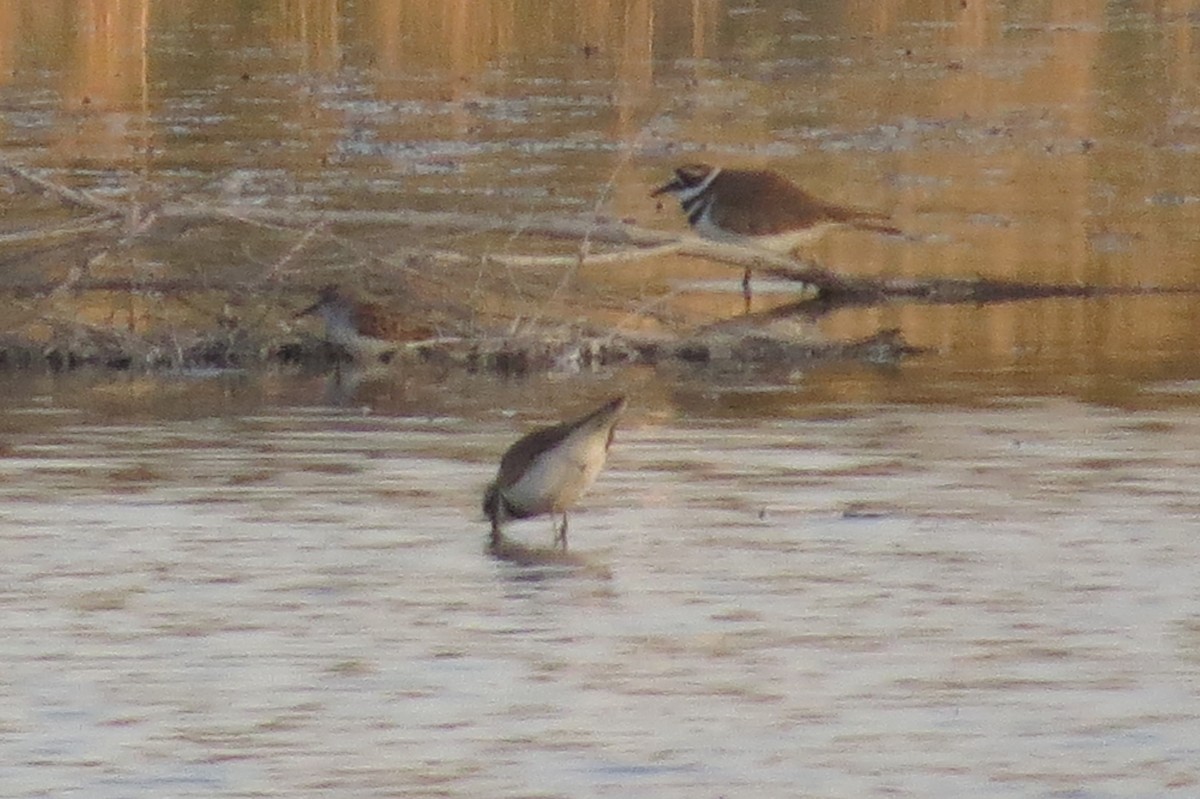 beringsnipe - ML54640091