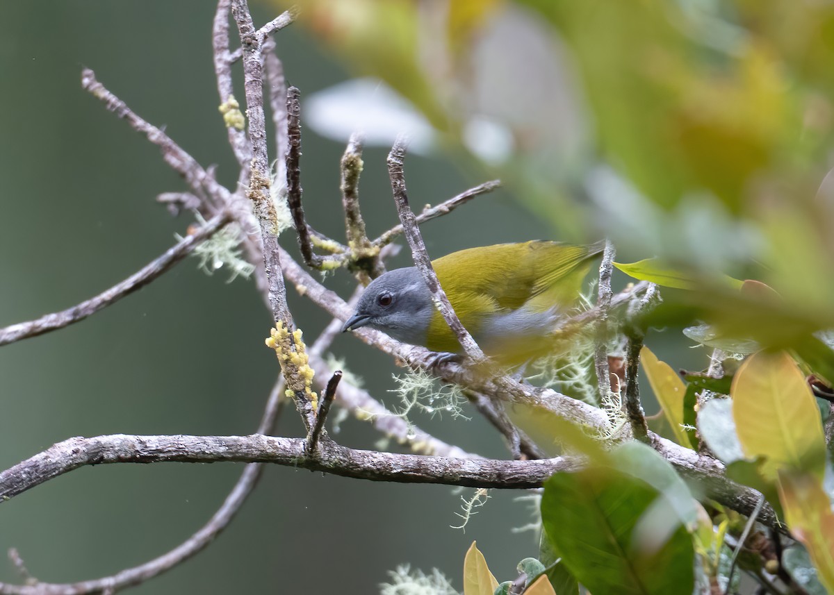 Clorospingo Gorjigrís (grupo canigularis) - ML546402131