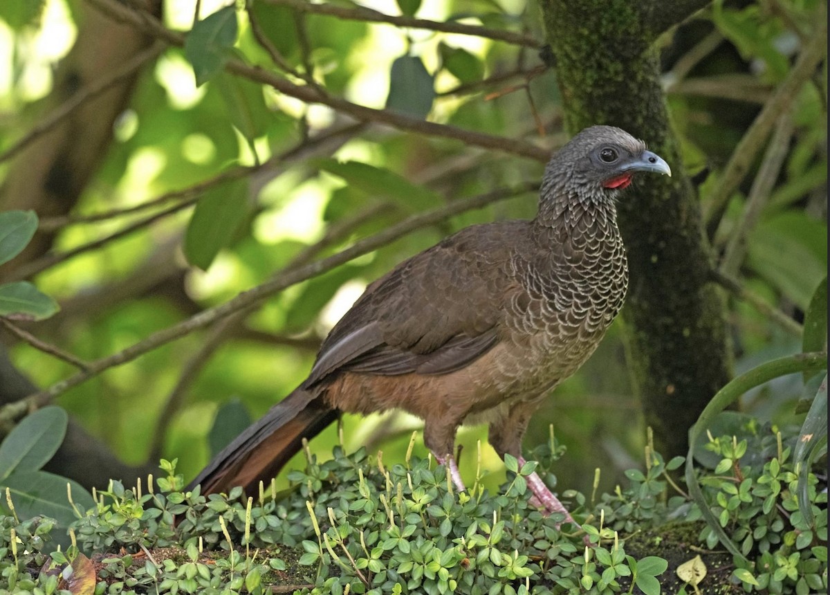 Colombian Chachalaca - Jose Illanes