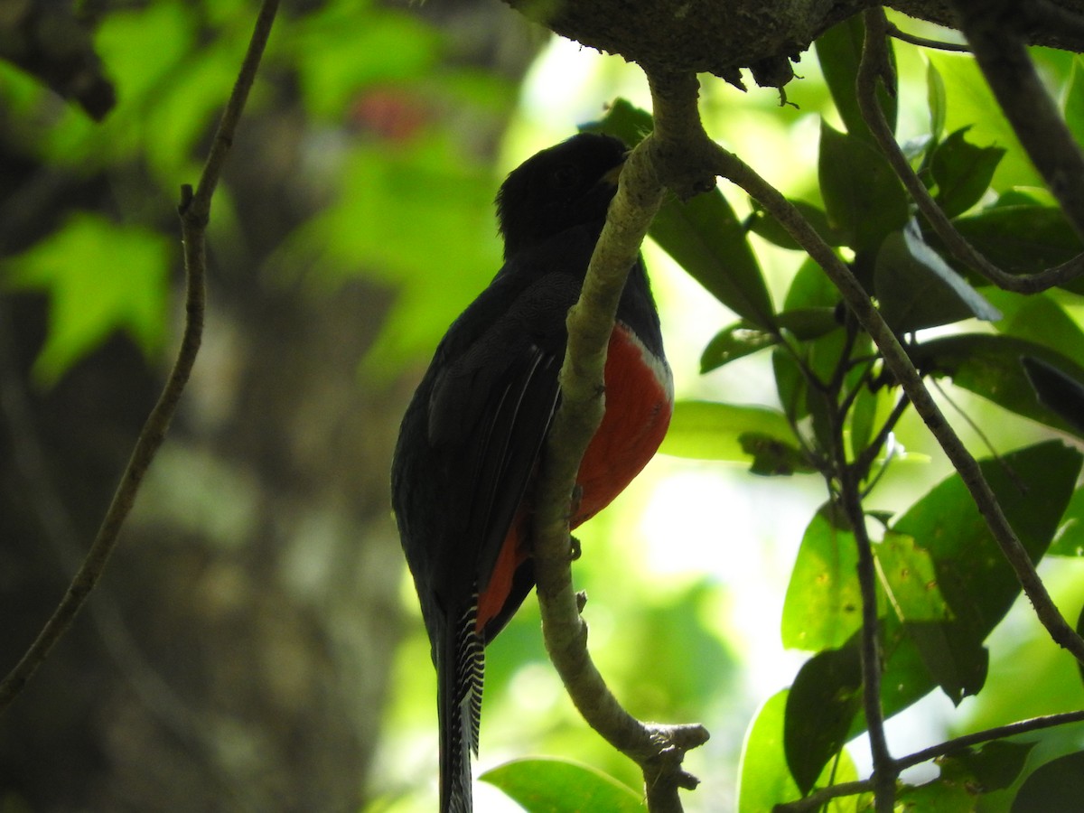 Collared Trogon - ML546404131