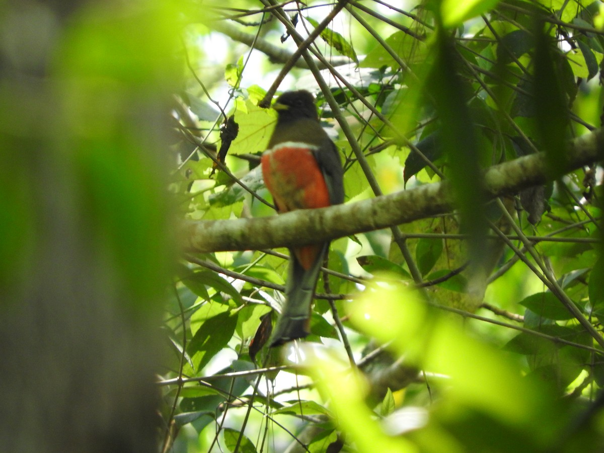 Collared Trogon - ML546404141