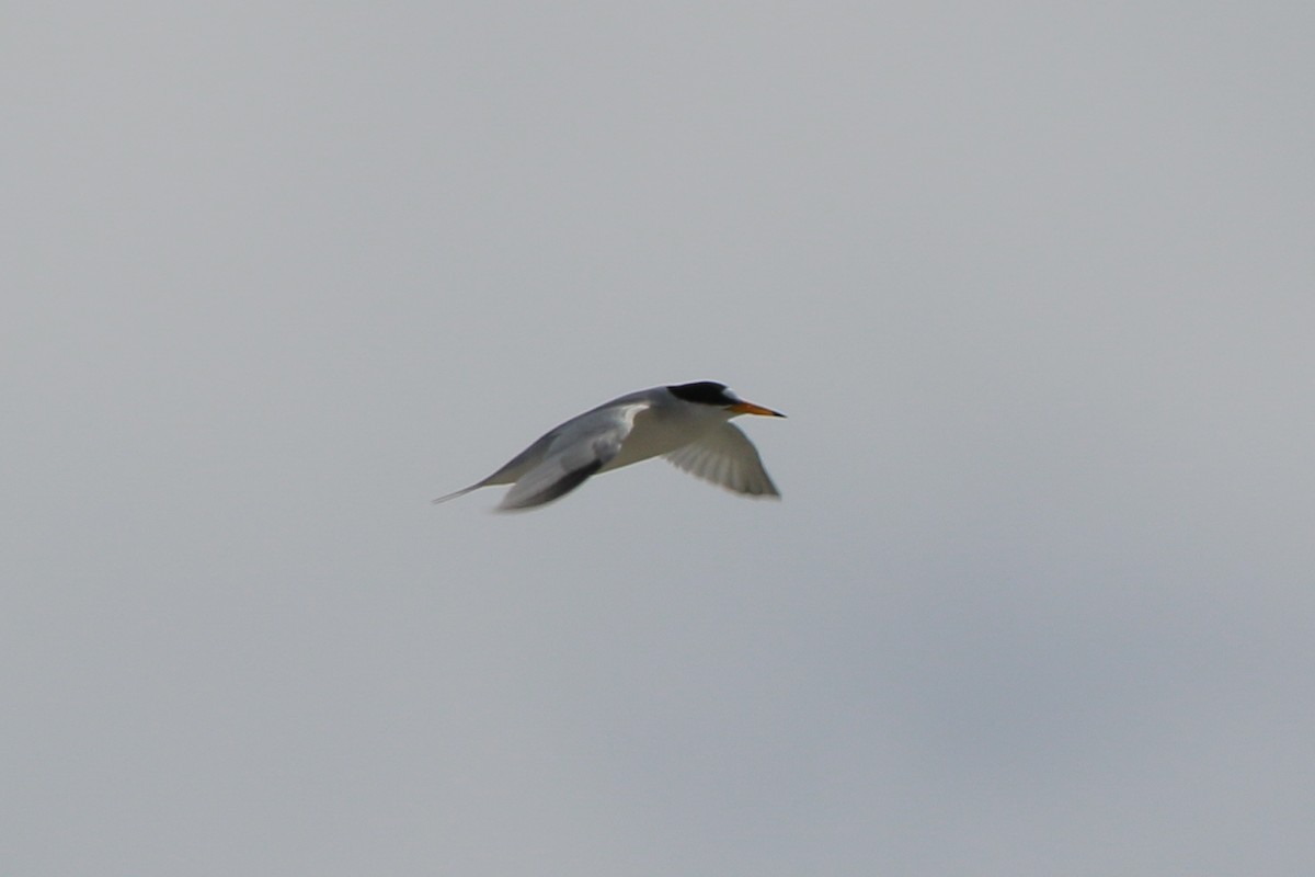 Saunders's Tern - ML546404291