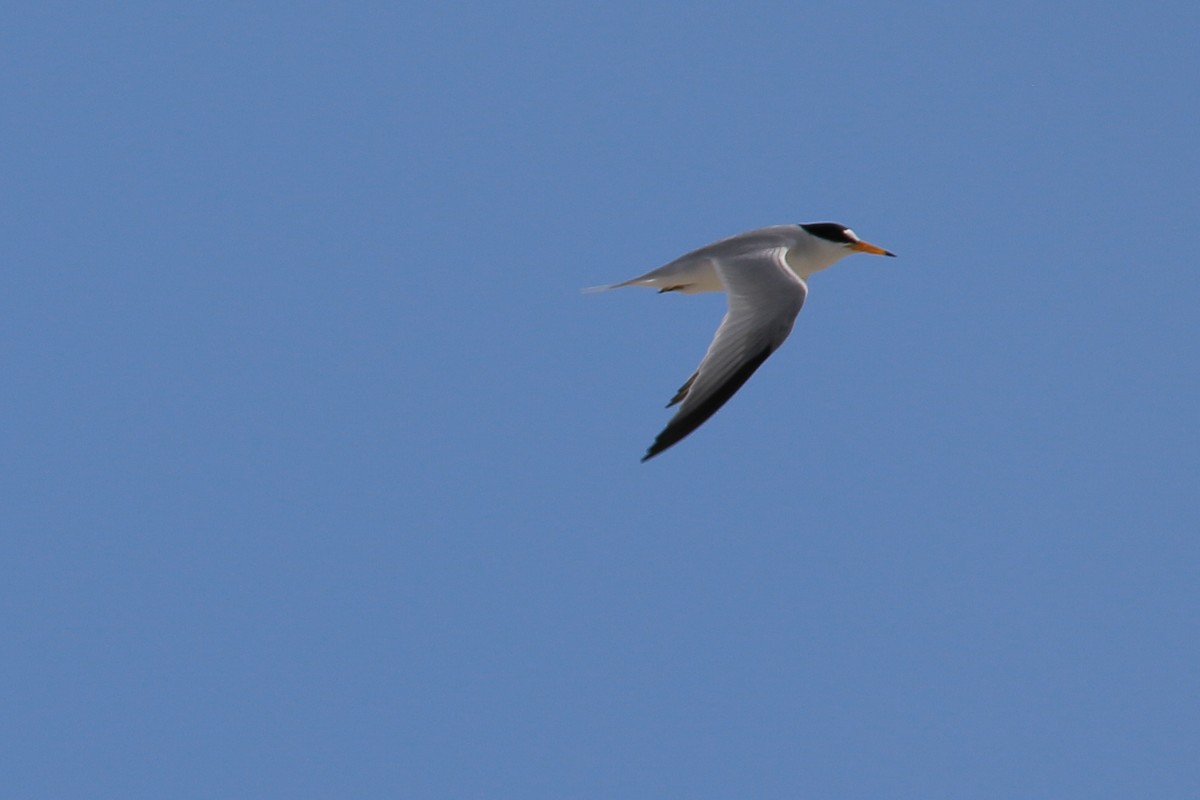 Saunders's Tern - ML546404311