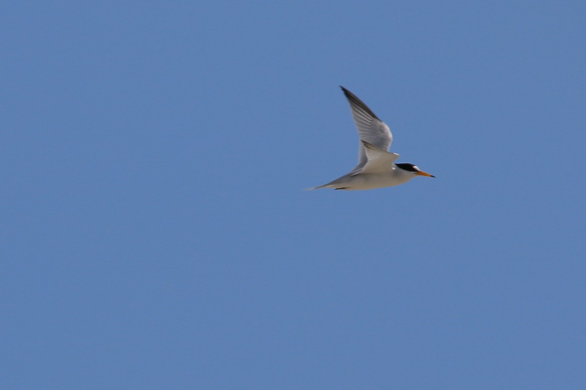 Saunders's Tern - ML546404331