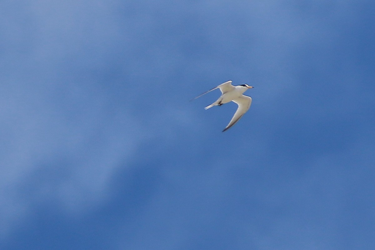 Saunders's Tern - ML546404341