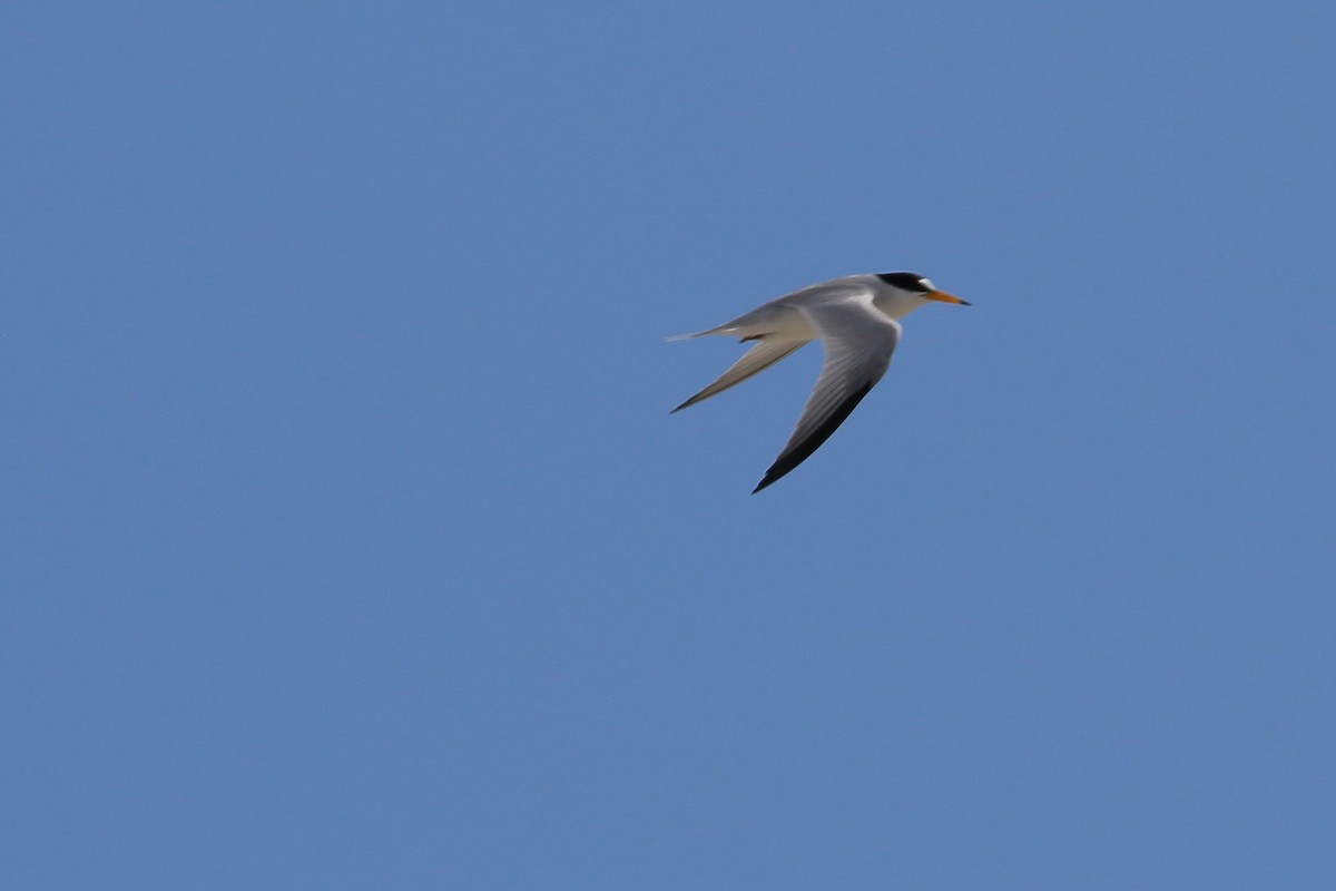 Saunders's Tern - Garrison Doctor