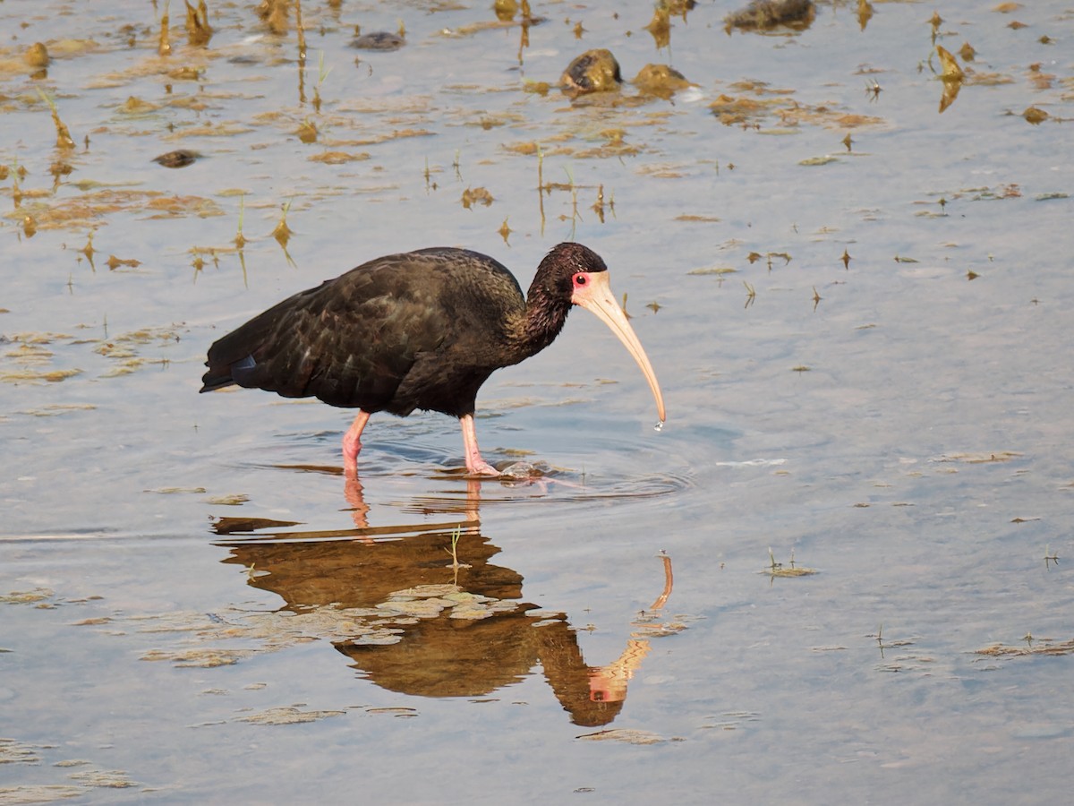 Bare-faced Ibis - ML546404371