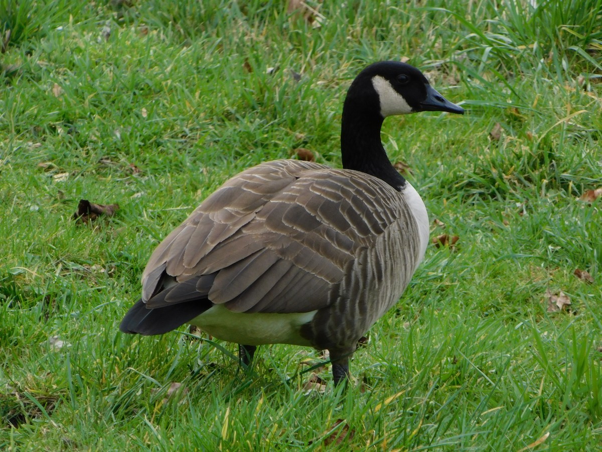 Canada Goose - Dennis op 't Roodt