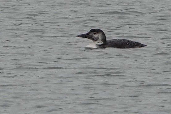 Common Loon - David Oulsnam