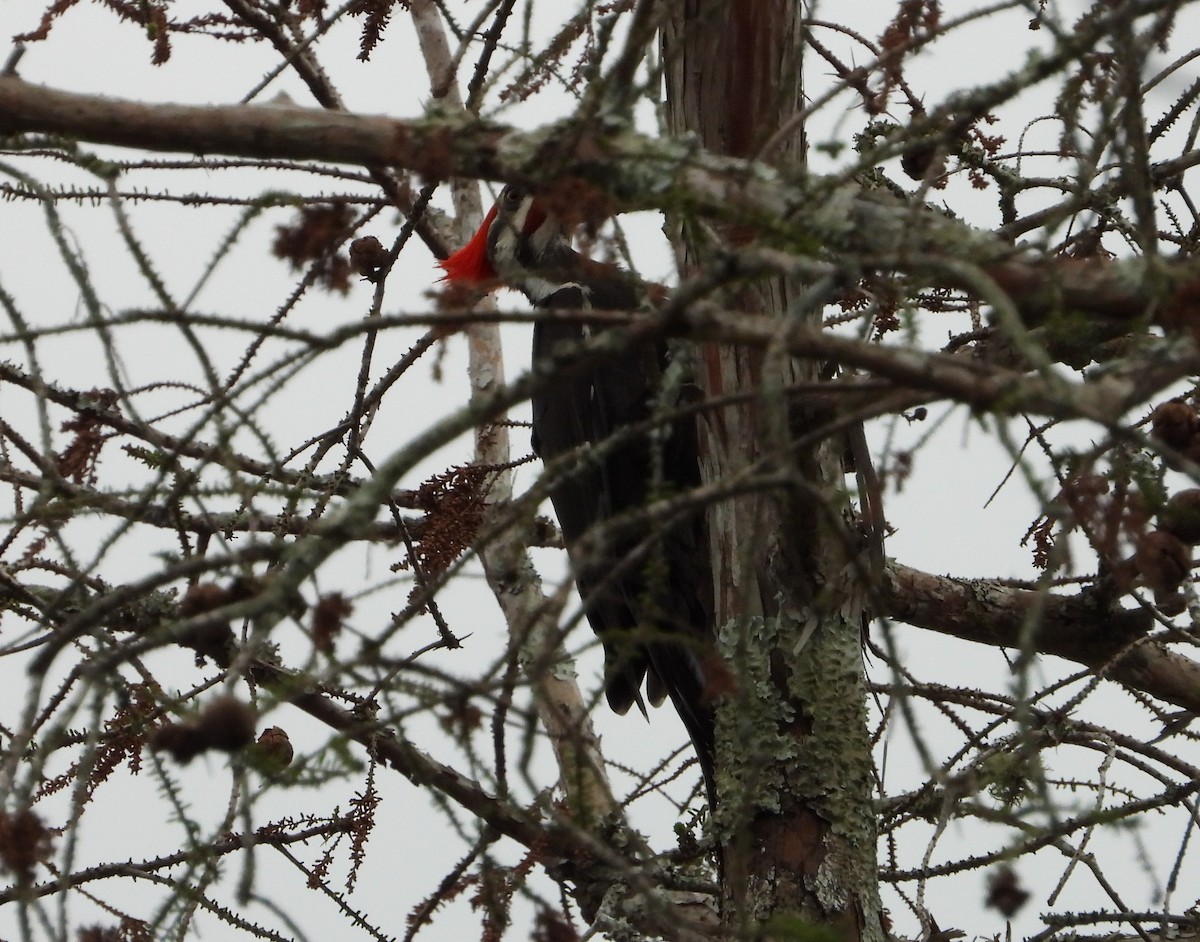 Pileated Woodpecker - ML546407091