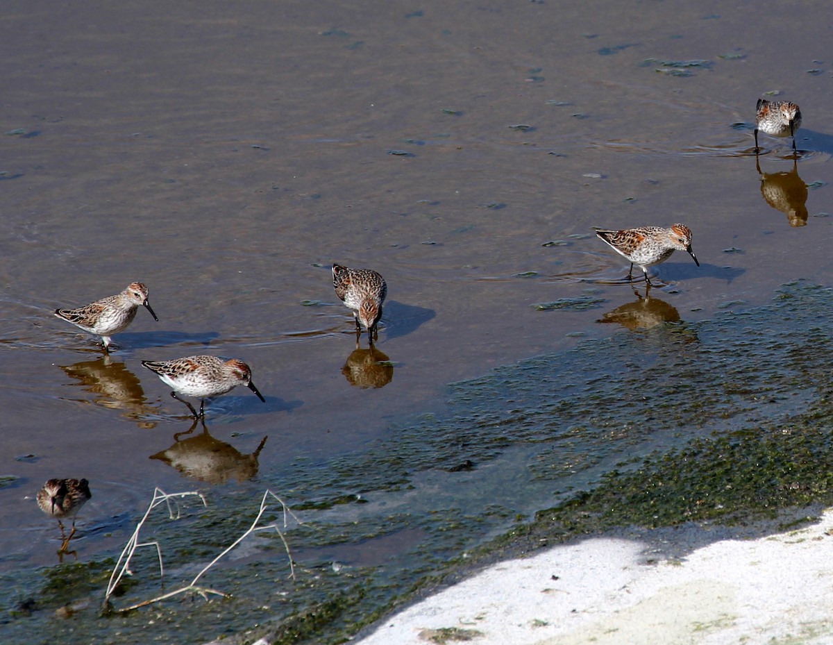 Western Sandpiper - sam hough