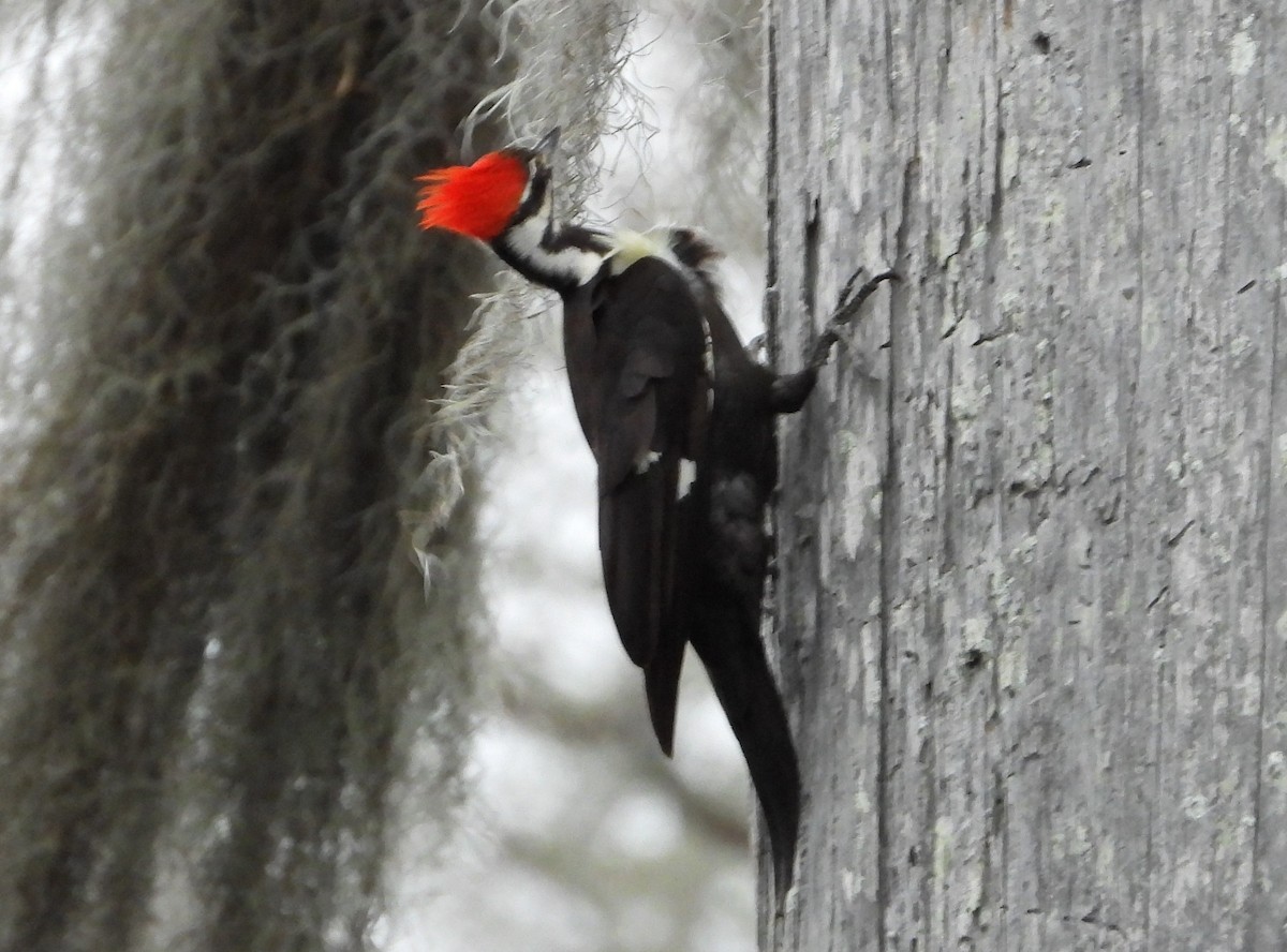 Pileated Woodpecker - ML546407191