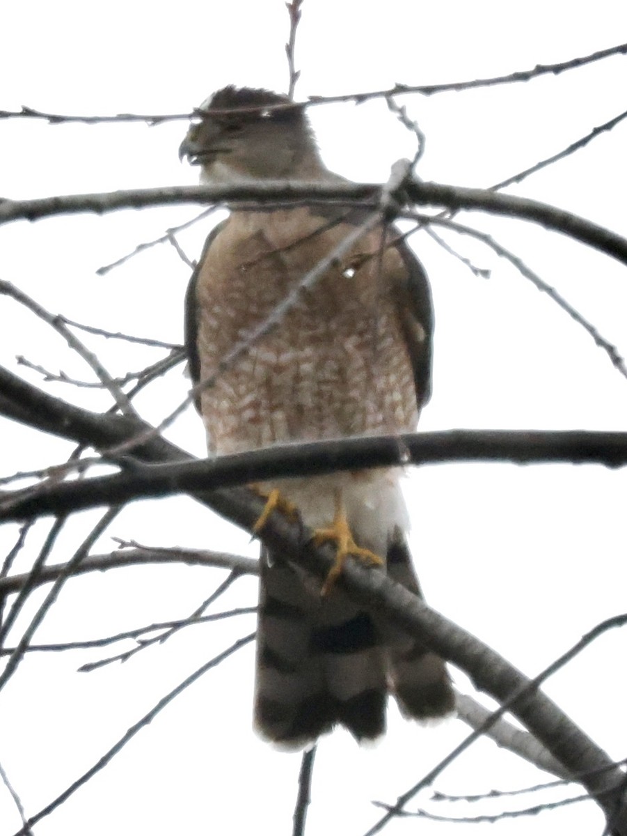 Cooper's Hawk - ML546408051