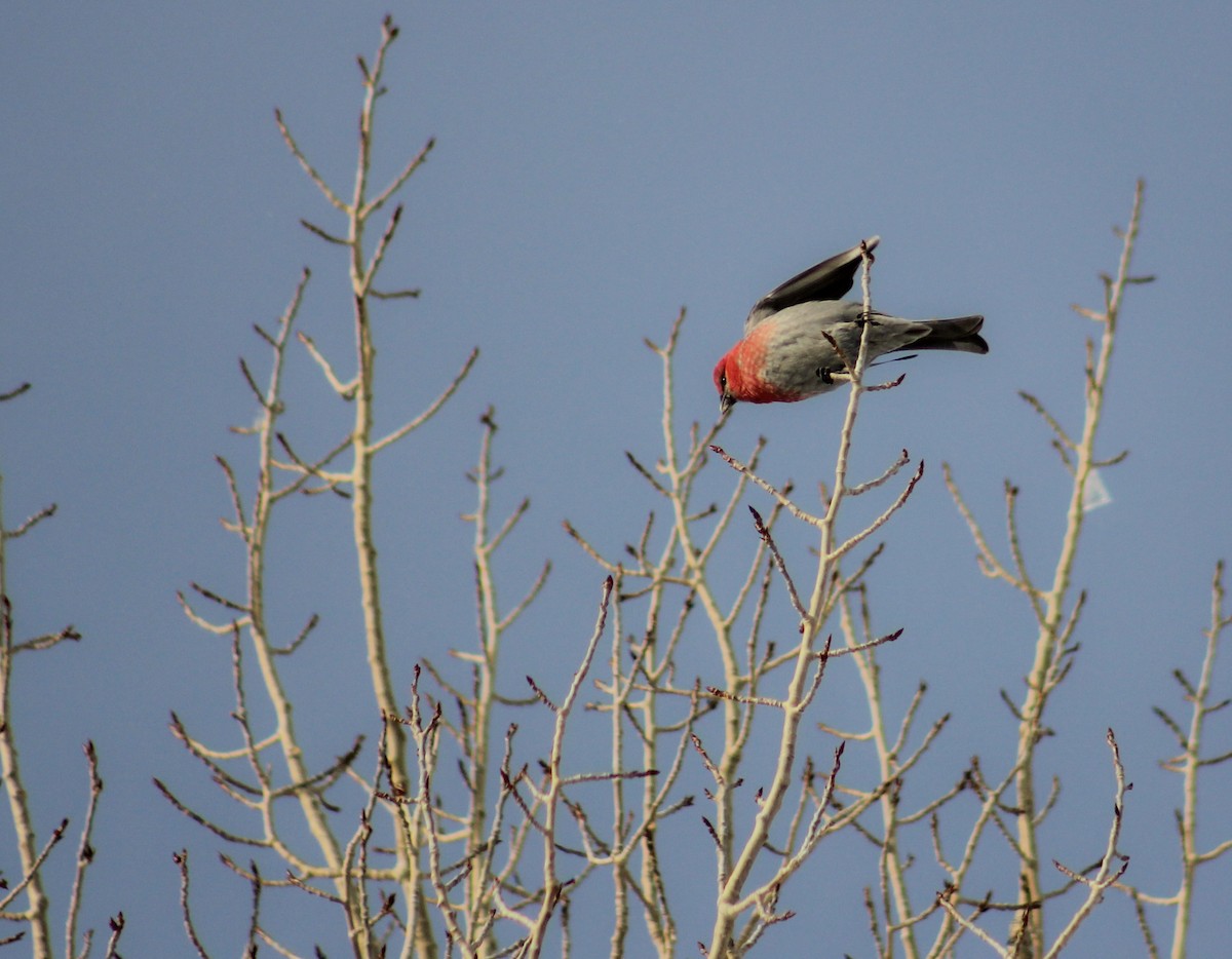 Pine Grosbeak - ML546408331