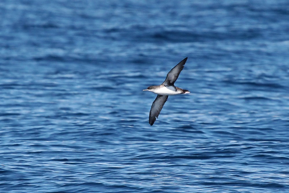 Yelkouan Shearwater - ML546408981