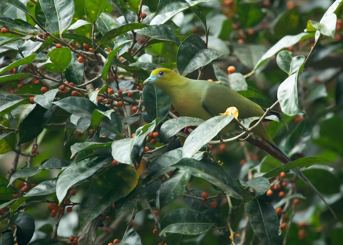 Pin-tailed Green-Pigeon - Ayuwat Jearwattanakanok