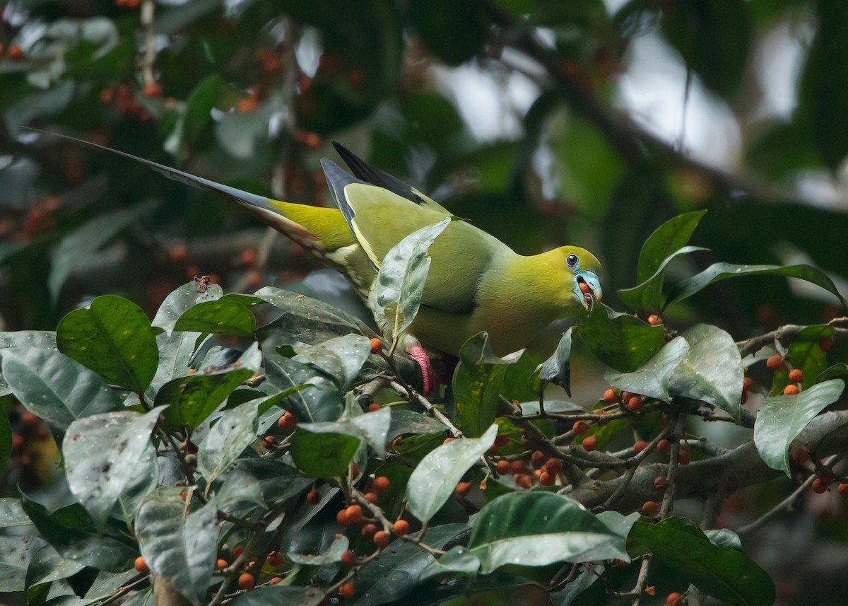 Pin-tailed Green-Pigeon - ML546410431