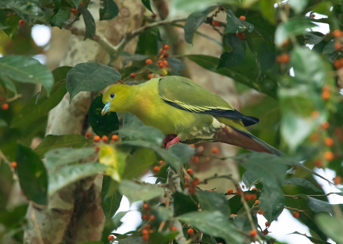 Pin-tailed Green-Pigeon - ML546410491