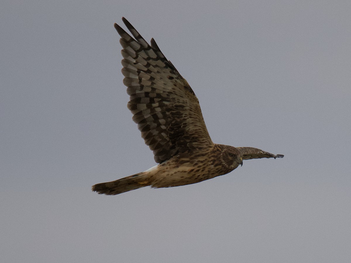 Northern Harrier - ML546410631