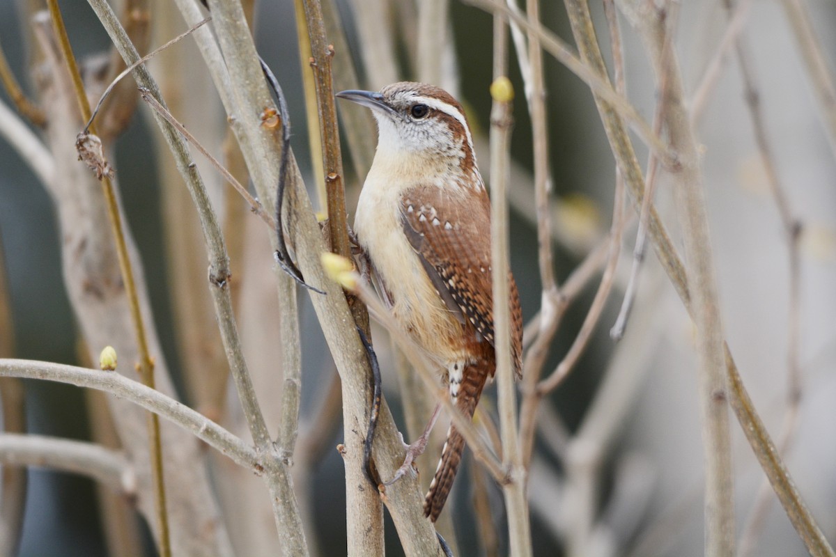 Carolina Wren - ML546411301