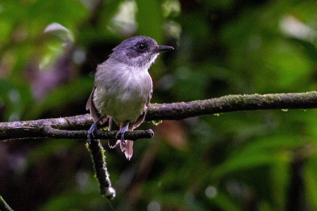 Plain Antvireo - ML546411601