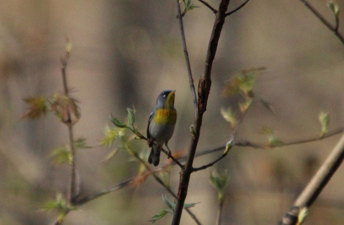Northern Parula - ML54641231