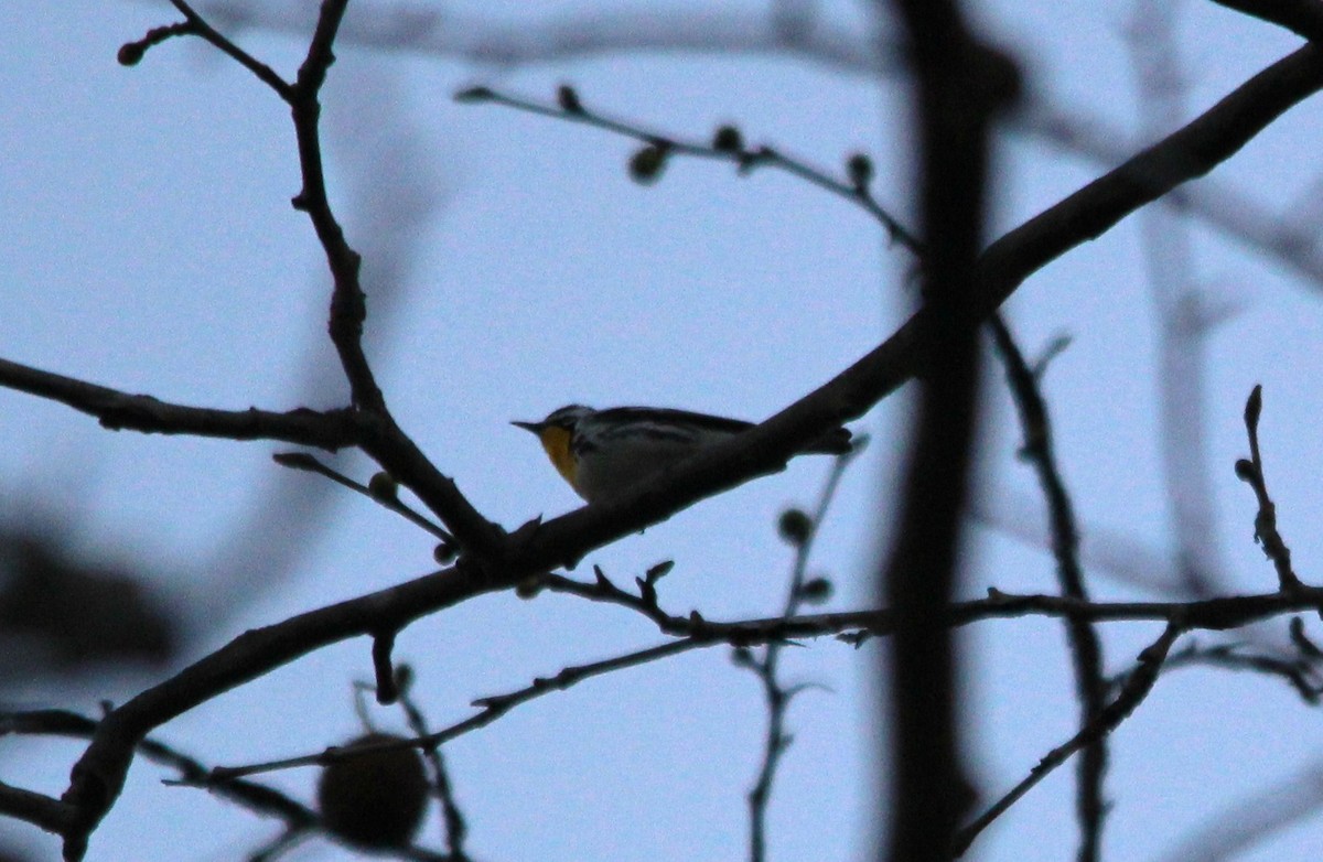 Yellow-throated Warbler - ML54641291