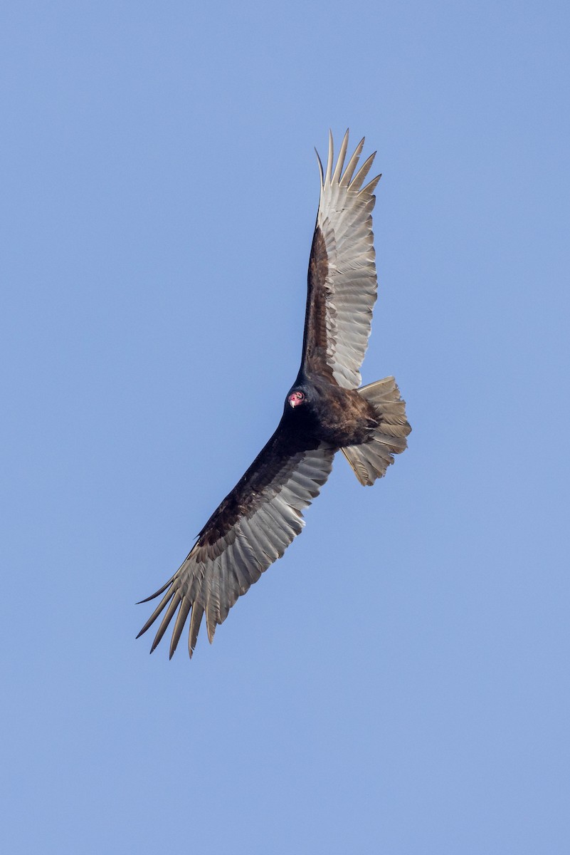 Turkey Vulture - ML546414221