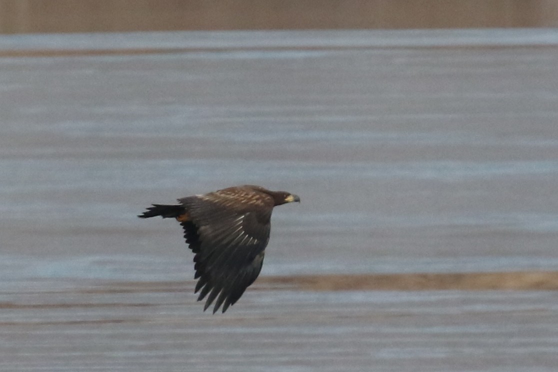 White-tailed Eagle - Ingvar Atli Sigurðsson
