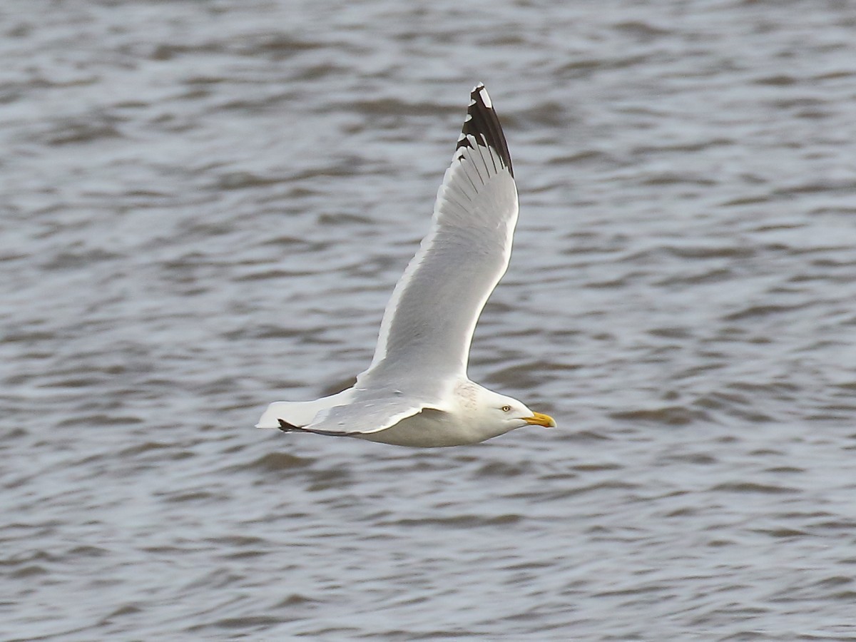 Herring Gull - ML546414831