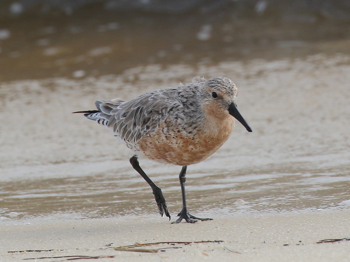 Red Knot - Doug Beach