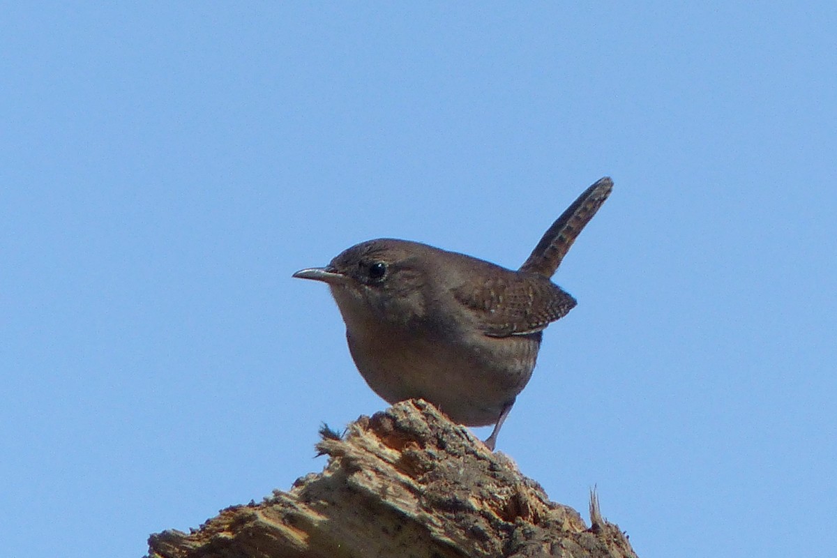 Northern House Wren - ML54641631