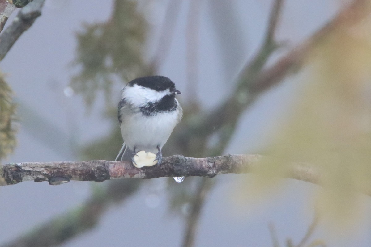 Mésange à tête noire - ML546416551