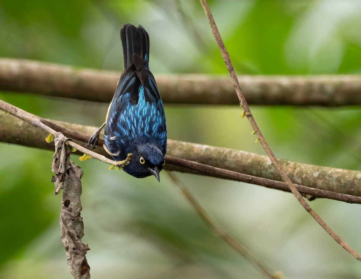 Scarlet-breasted Dacnis - Jan Allen