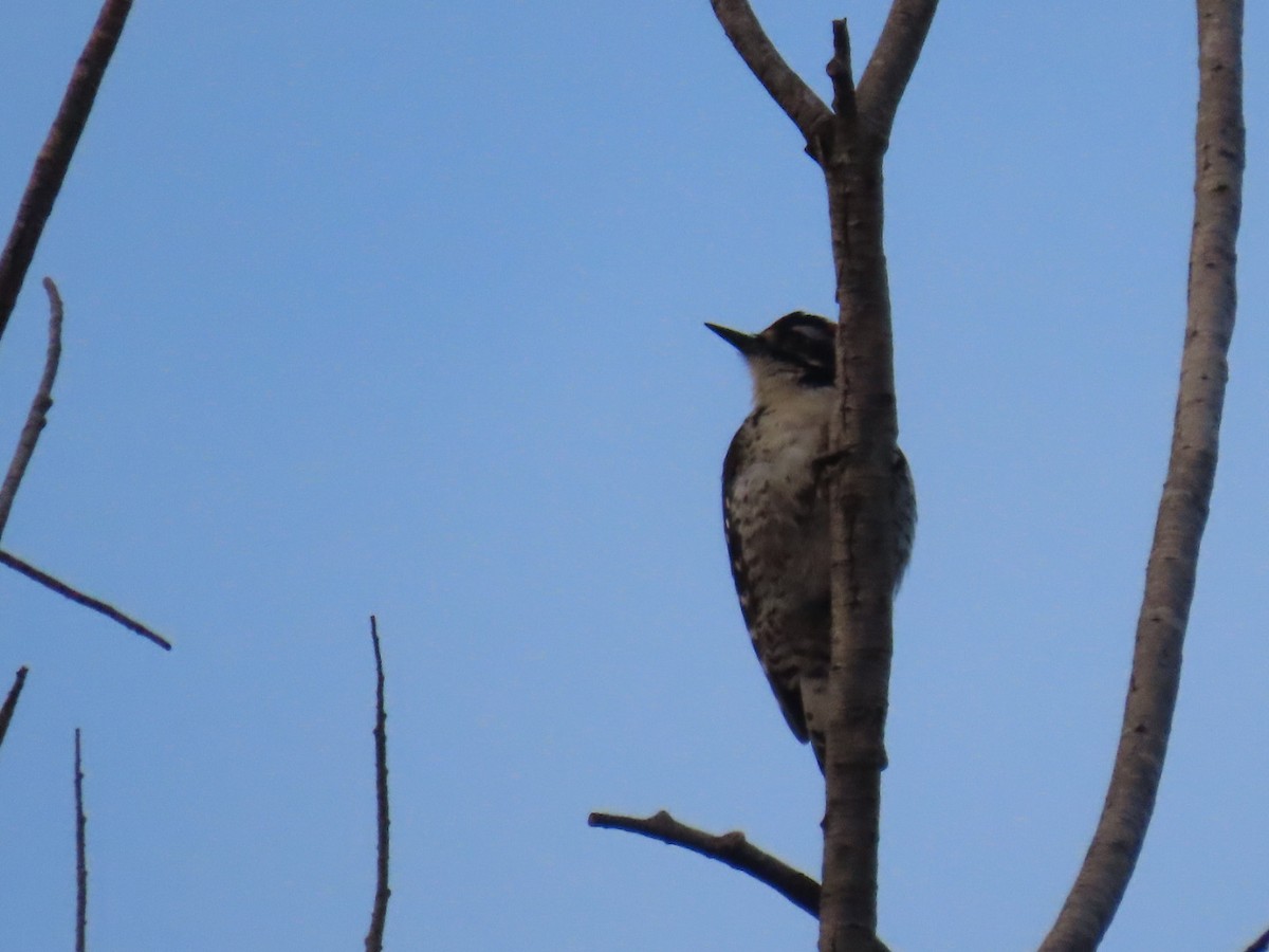 Nuttall's Woodpecker - Edward Raynor