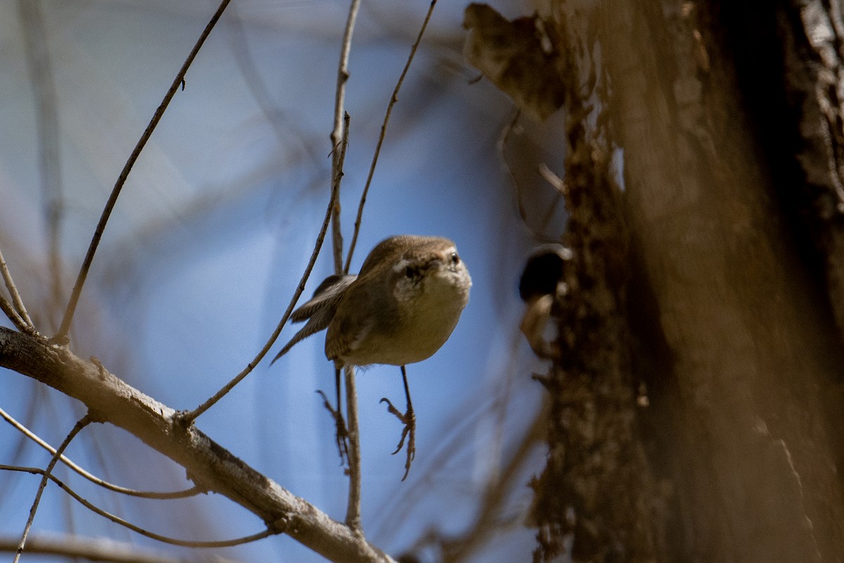 Bewick's Wren - ML546417711