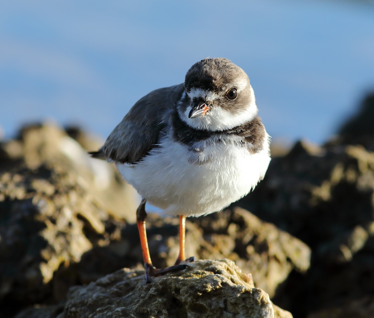 Semipalmated Plover - Vince Capp