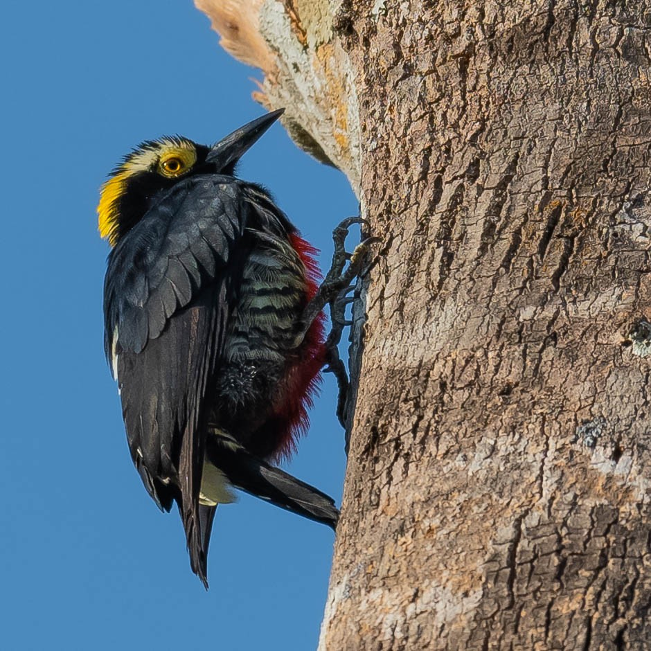 Yellow-tufted Woodpecker - ML546418151